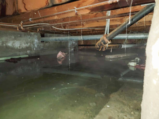 Best Water damage restoration near me  in Willow, AK